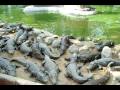 video taken in crocodile bank  chennai